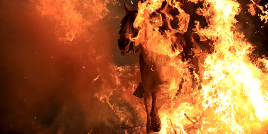 Ne biçim gelenek: Atları ateş üstünde yürütüyorlar