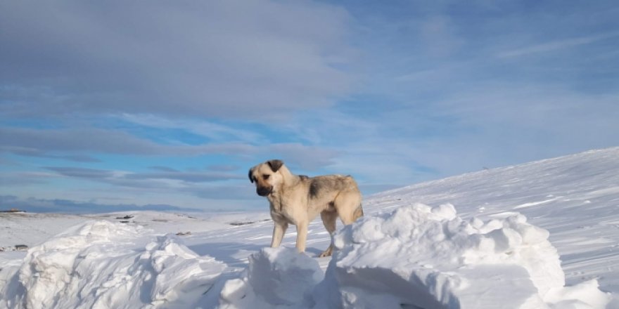 Karda mahsur kalan hayvanlara havadan yiyecek atıldı