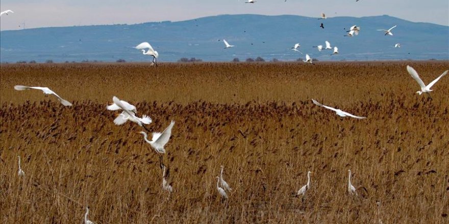 Uluabat Gölü'nde su kuşu popülasyonu arttı