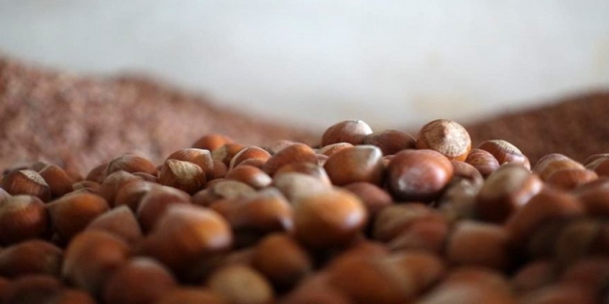 TMO 10 bin ton fındığı FİSKOBİRLİK'e teslim ediyor