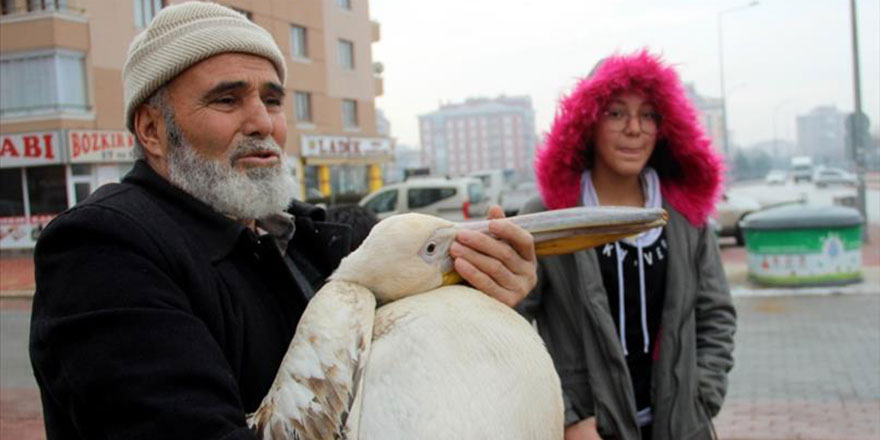 Hüseyin amca 'O da bir can' dedi yaralı pelikanı bir gece misafir etti