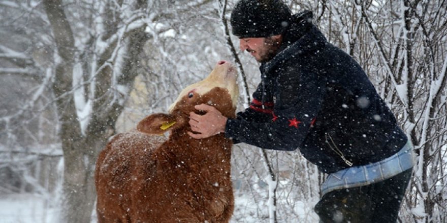 Üniversite öğrencisi hayvancılık yaparak masraflarını çıkarıyor