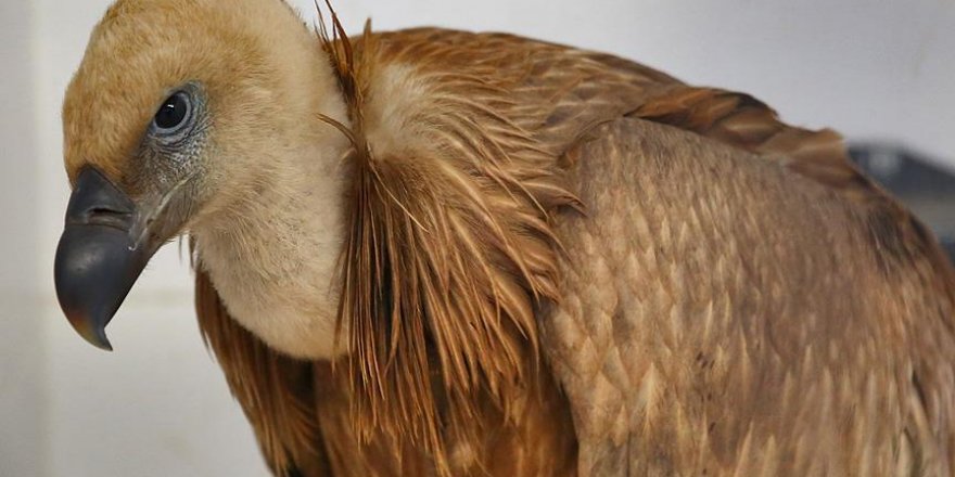 Zehirlenen kızıl akbaba tedavi edildi
