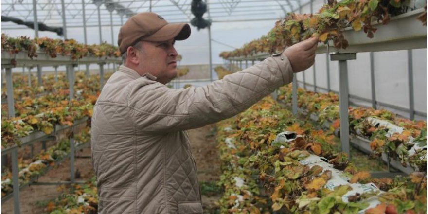 Topraksız tarım ile daha fazla ürün elde etti