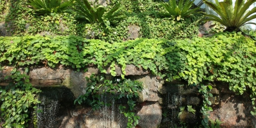 NASA'nın oksijen deposu bitkileri Konya'da yetiştiriliyor