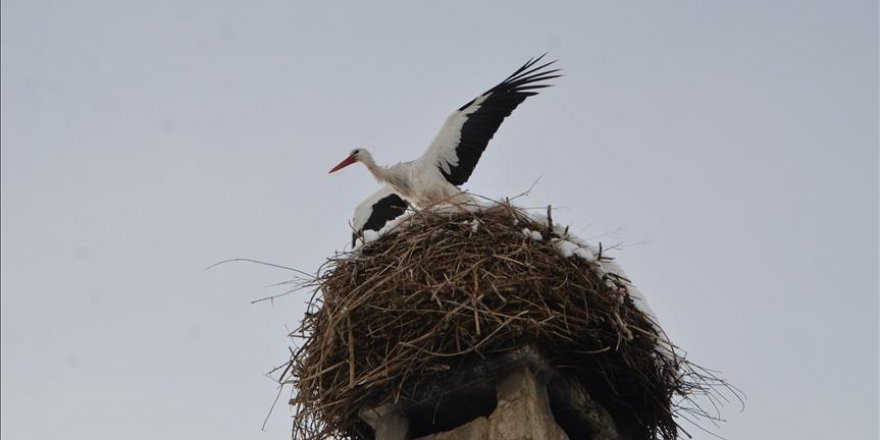 'Leylekler iyi hissettiklerinde göçten vazgeçebiliyor'