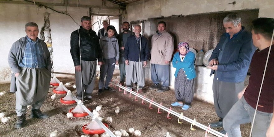 Şirket battı, iki milyon civciv açlık riski yaşıyor