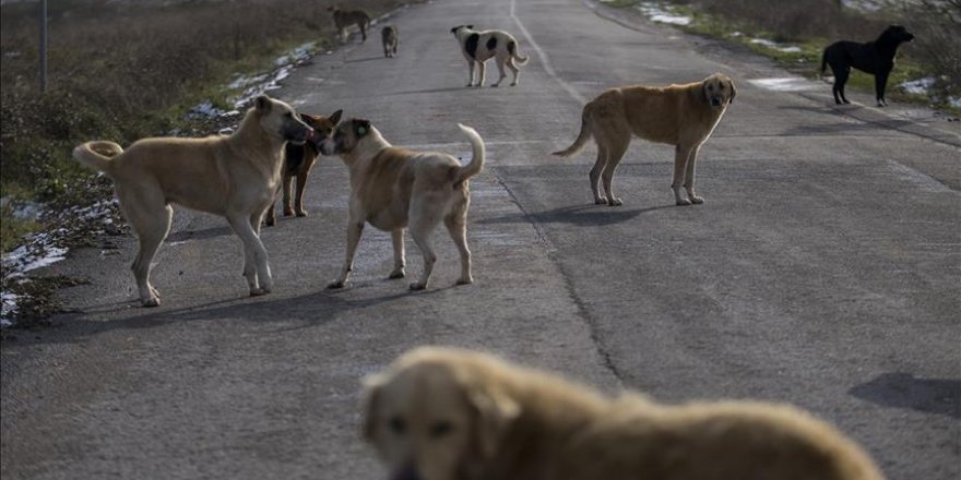 Sokak hayvanları için düzenli kısırlaştırma talebi
