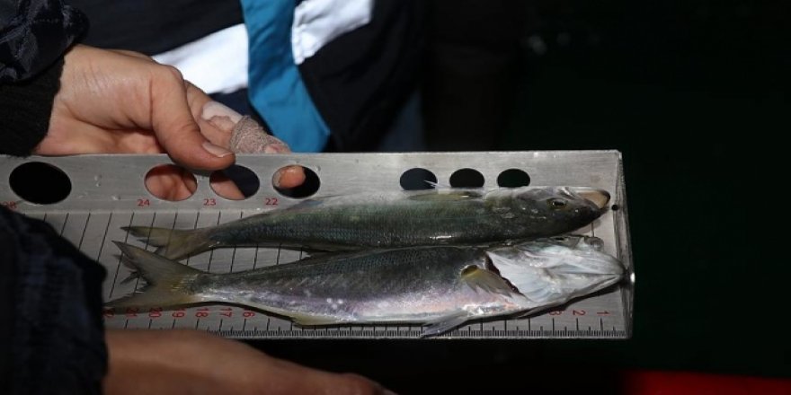 Samsun'da "boy yasağı"na uymayan balıkçılara ceza