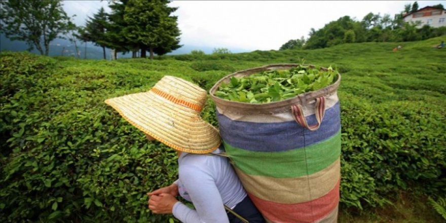 Yeşil çay üreticilerine 13 kuruş fark ödemesi desteği