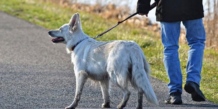 Camiye köpekle girdiler