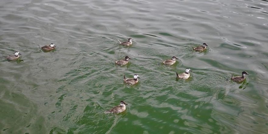 Burdur Gölü'nün göçmen misafirleri