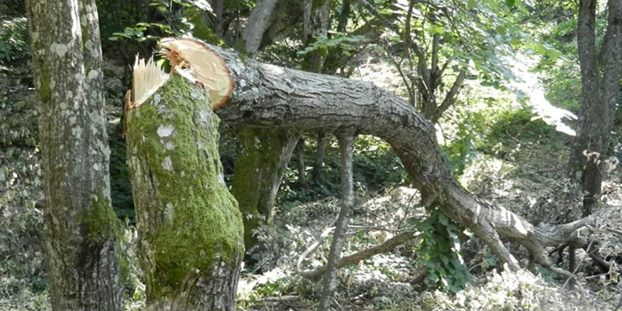 Bunu yapan insan olamaz: Ihlamuru toplamak için ağacı kestiler