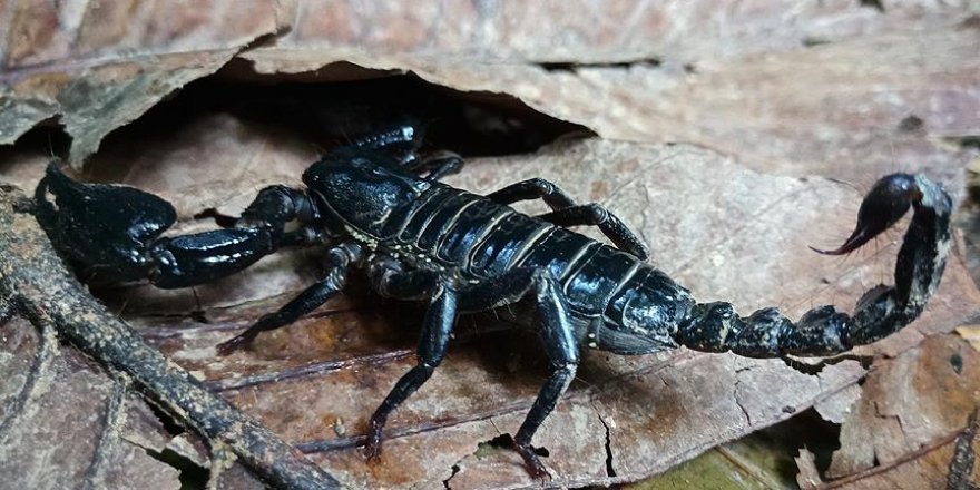 Akrebin zehri Türkiye'nin ihracatına katkı sağlayacak