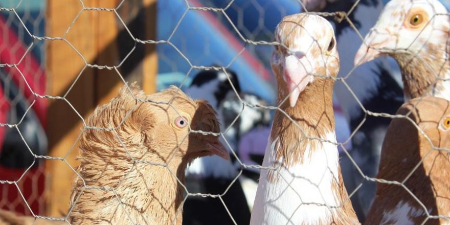 Osmaniye'de en güzel güvercin yarışması