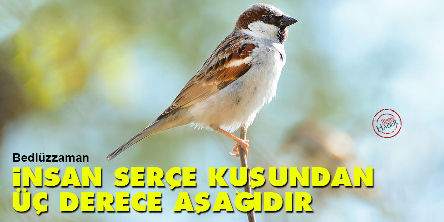 Bediüzzaman: İnsan, serçe kuşundan üç derece aşağıdır