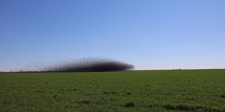Sığırcık kuşları bir anda havalandı