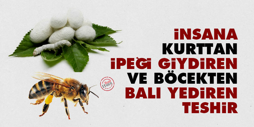 Bediüzzaman: İnsana, kurttan ipeği giydiren ve böcekten balı yediren teshir