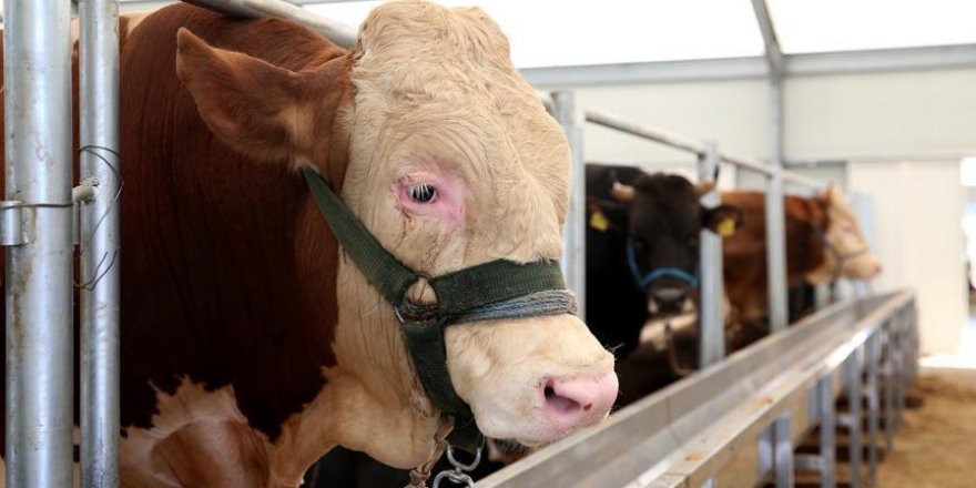 Türkiye'den taşımacılıkta hayvanların korunması adımı