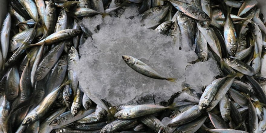 Tezgahlarda hamsinin yerini sardalya aldı