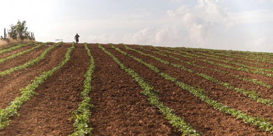 Tarım'da büyük başarı: "Avrupa'da birinci"