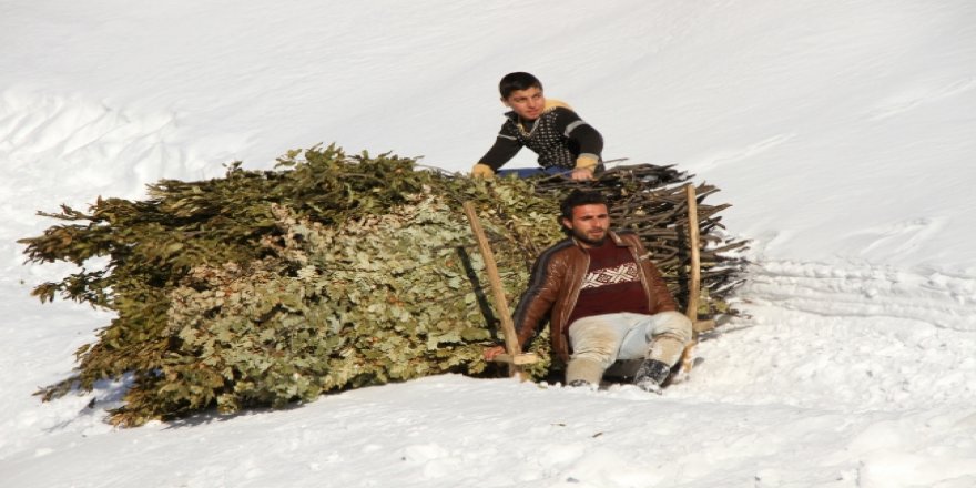 Hayvanlarını beslemek için karlı yolları kızakla aşıyorlar