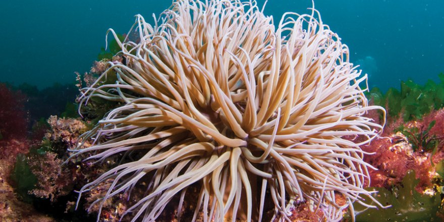 'Su Altından İstanbul'a bakılacak