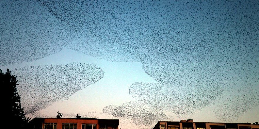 Sığırcık kuşlarının görsel şöleni