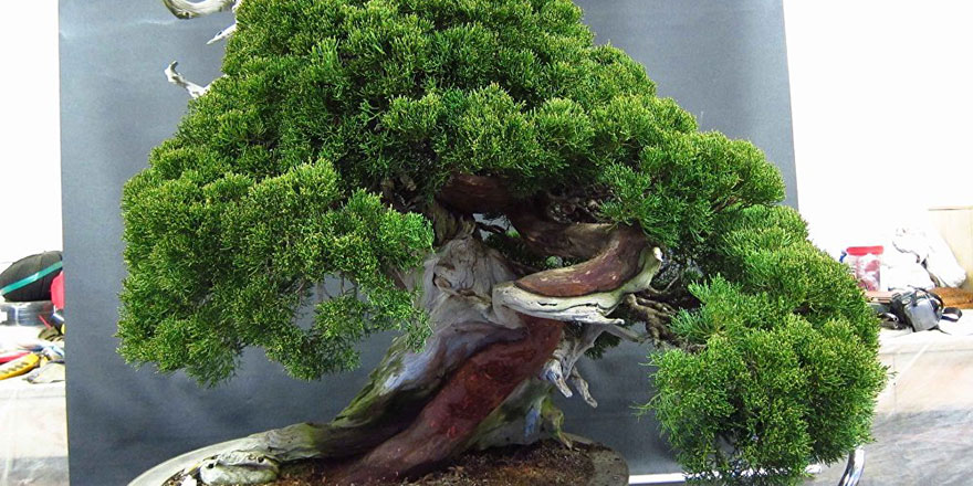 Japon çiftten ağaçlarını çalan hırsıza: Sulamayı unutma!