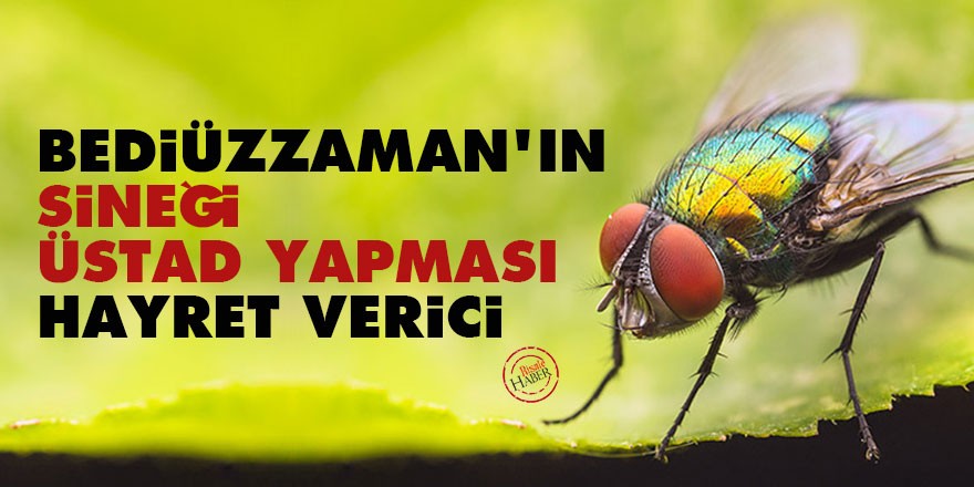 Bediüzzaman’ın sineği üstad yapması hayret verici