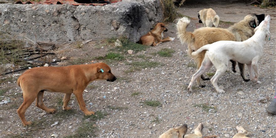İlçede 10 kişiye bir sokak köpeği düşüyor