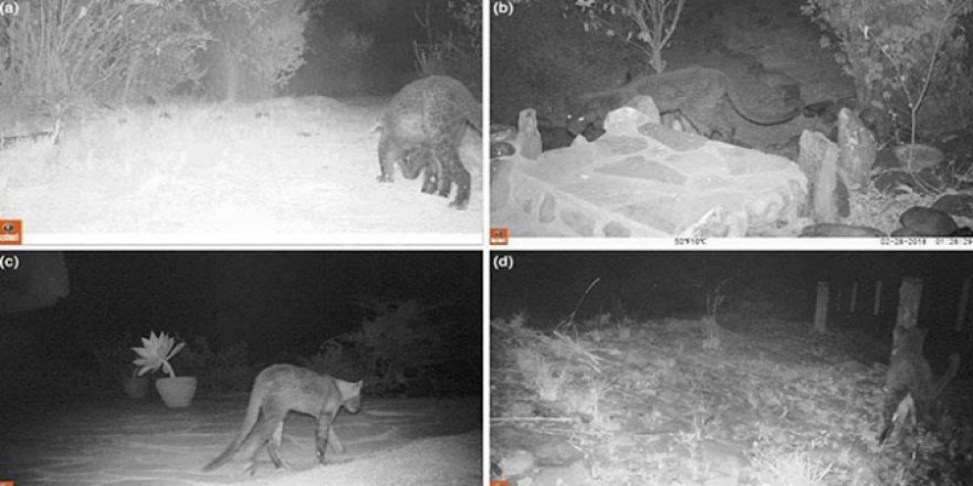 100 yıl sonra ilk: Siyah leopar görüldü