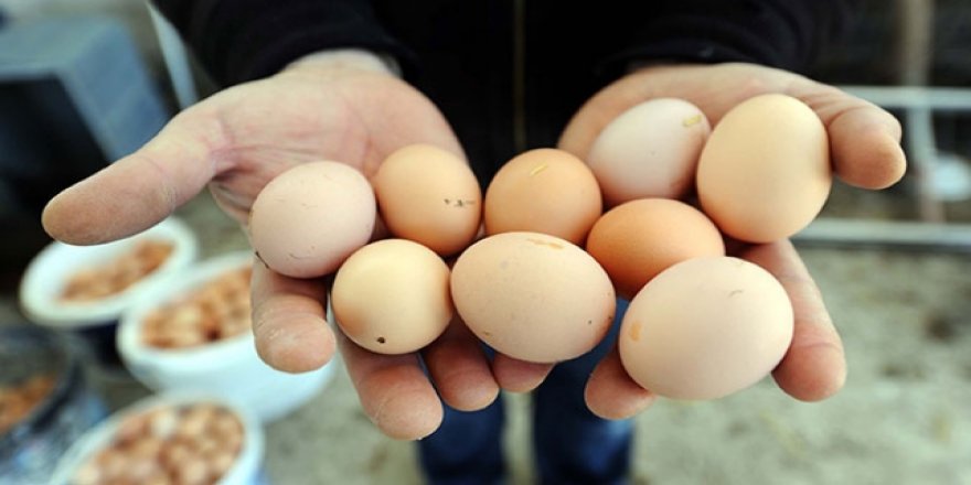 Tavukçuluk sektöründe üretim sevinci