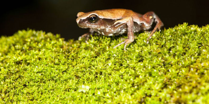 Yeni bir kurbağa türü bulundu: Yılda sadece 4 gün ortaya çıkıyor