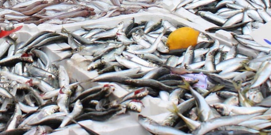 Tezgahlarda sardalya bolluğu var