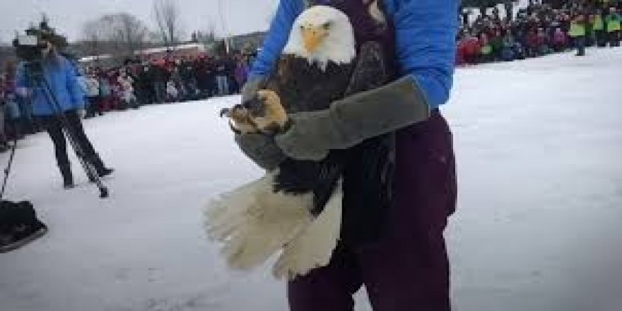 Kuyruğuna buz kütlesi yapışan kartalı yardımseverler kurtardı