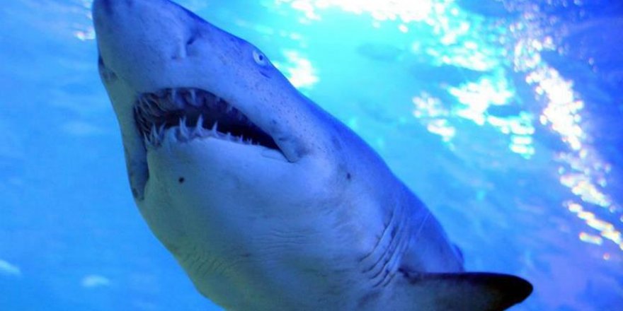 Avustralya'da film gibi saldırı