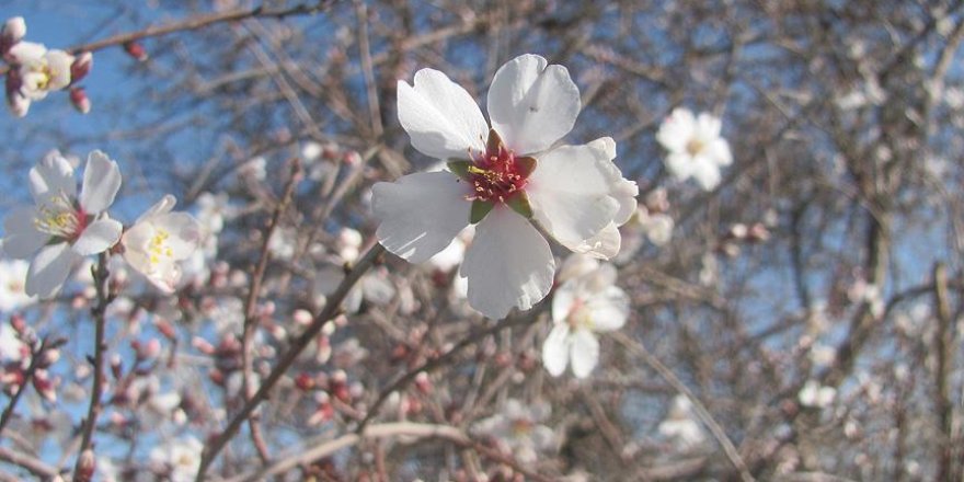 Gaziantep'te badem ağaçları çiçek açtı
