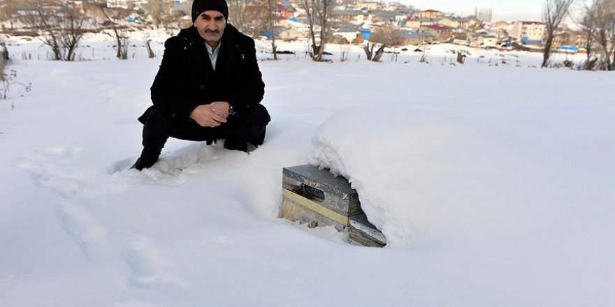 'Kafkas arısı' kara kışı kar altında geçiriyor