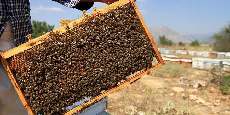 Arı yetiştiricilerinden 'mazot desteği' talebi