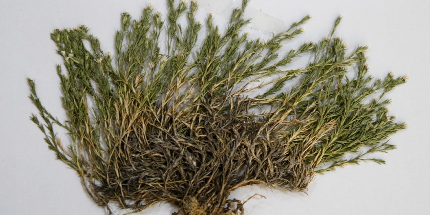 Aziz Sancar'ın ismi bir bitkiye verildi