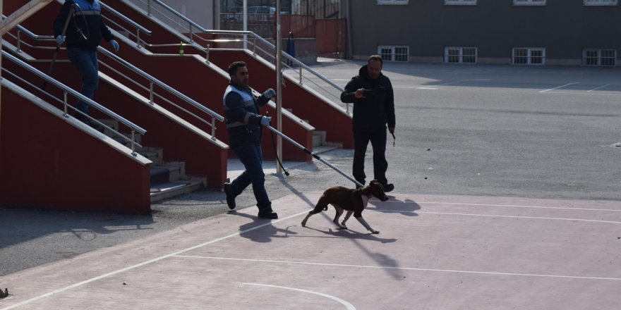 Çorum'da pitbull dehşeti