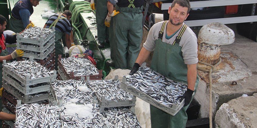 Karadeniz'de hamsiden ümit kesildi