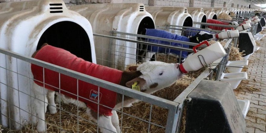 Buzağı destek ödemeleri yarın başlıyor