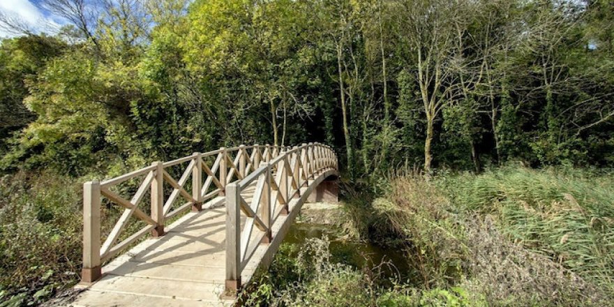 Türkiye'deki bu ormana insanların girmesi yasak