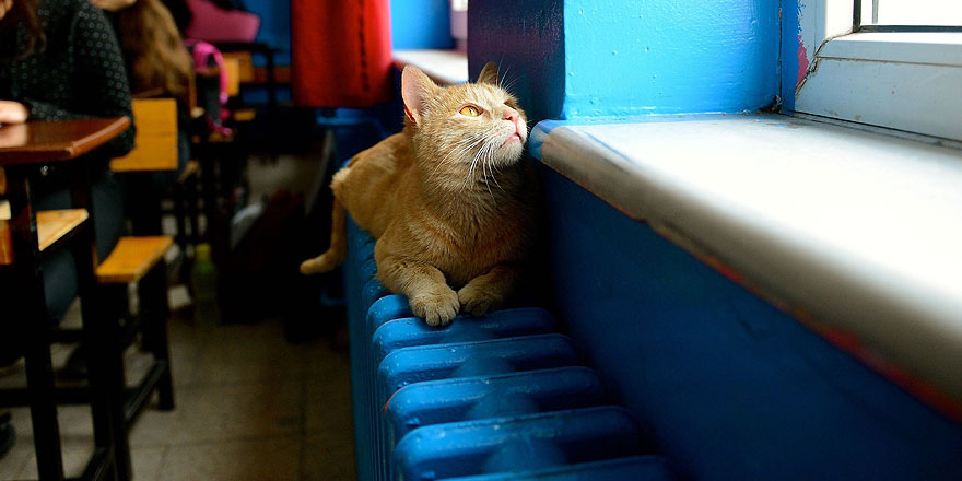 Kediler dünyaya Türkiye'den yayılmış