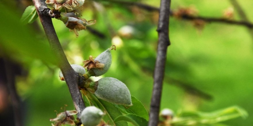 Baharın müjdecisi ilk çağla bademi satışa sunuldu