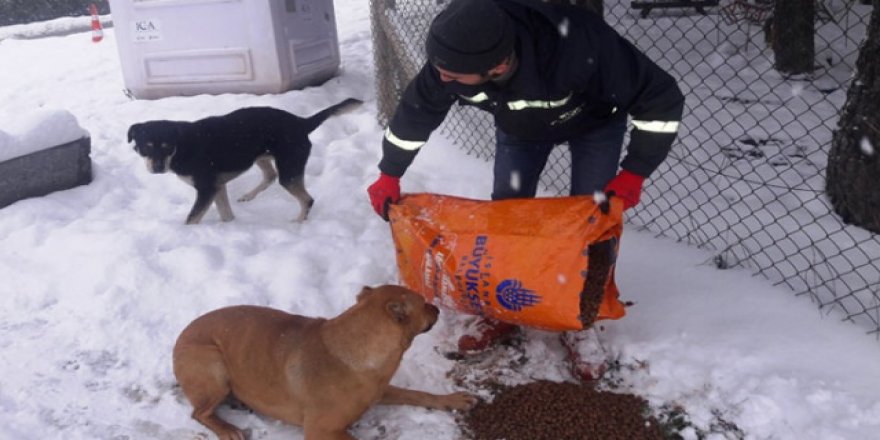 Hayvan hakları için 'kimlik takibi' çağrısı