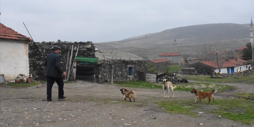 Hane sayısı 3'e düşen köyde muhtarlık yarışı