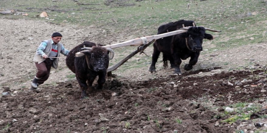 Mehmet dede tarlasını 40 yıldır kara sabanla sürüyor